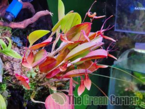 restrepia-trichoglossa-ejemplar