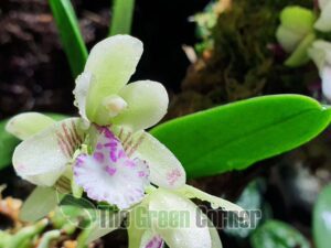 sedirea-japonica-nuestra