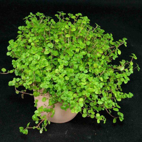 Soleirolia SP: una de las preciosas plantas para terrario seleccionadas desde nuestra propia experiencia evitando problemas de adaptación.