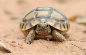 suplemento-de-calcio-para-reptiles-tortuga