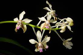 vanda-lamellata-alba