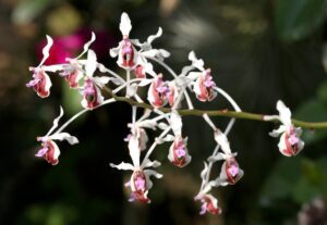 vanda-lamellata-flores