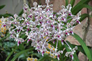 vanda-tricolor-suavis