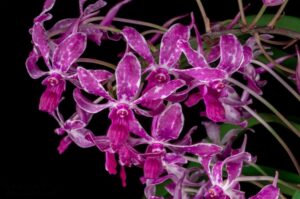 vandachostylis-pinky