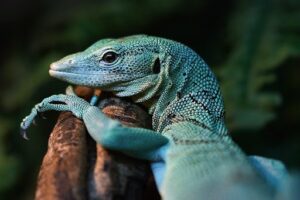 suplemento-de-calcio-para-reptiles