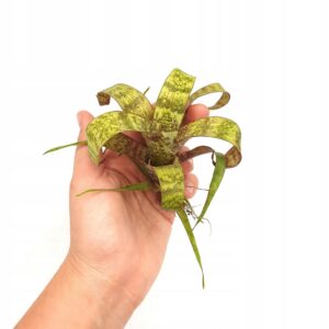 vriesea-re-chesnut-mini