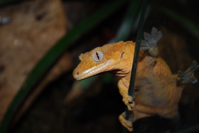 Guia de reproducción del Gecko Crestado: Aprendiendo de reptiles con Esperanza
