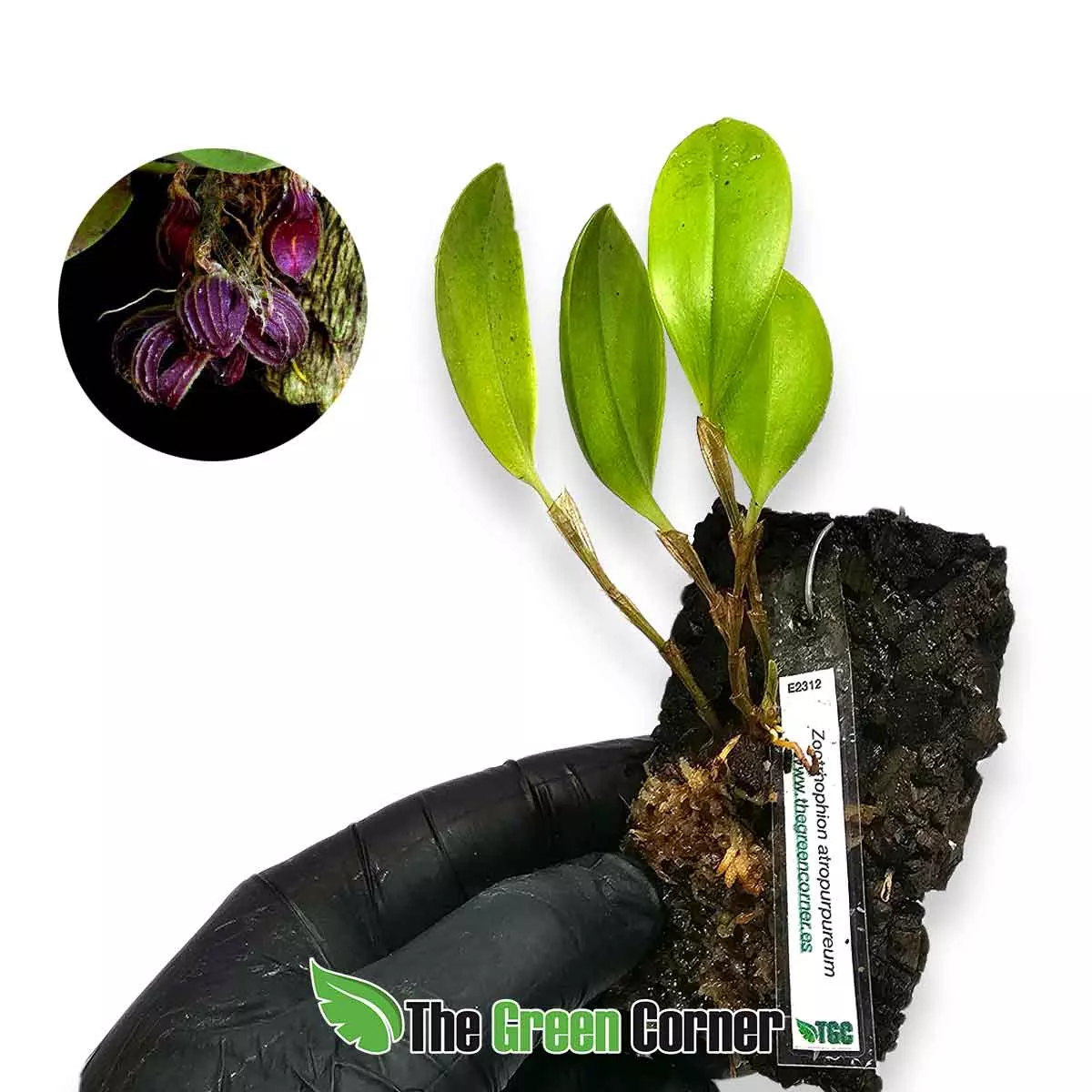 Zootrophion atropurpureum: Orquideas de Ecuador