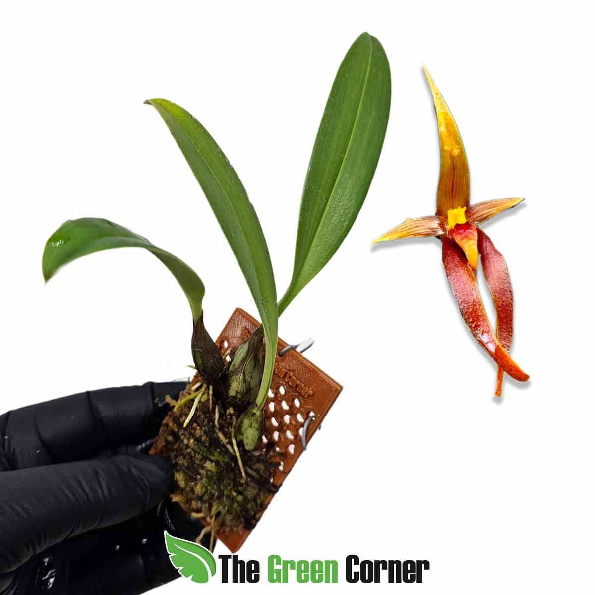 Bulbophyllum recurvilabre
