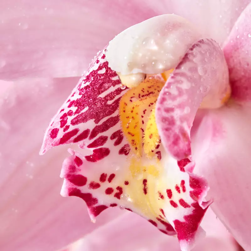 orquidea calor