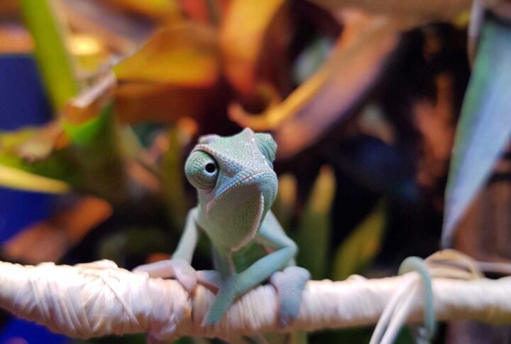 camaleon-baby