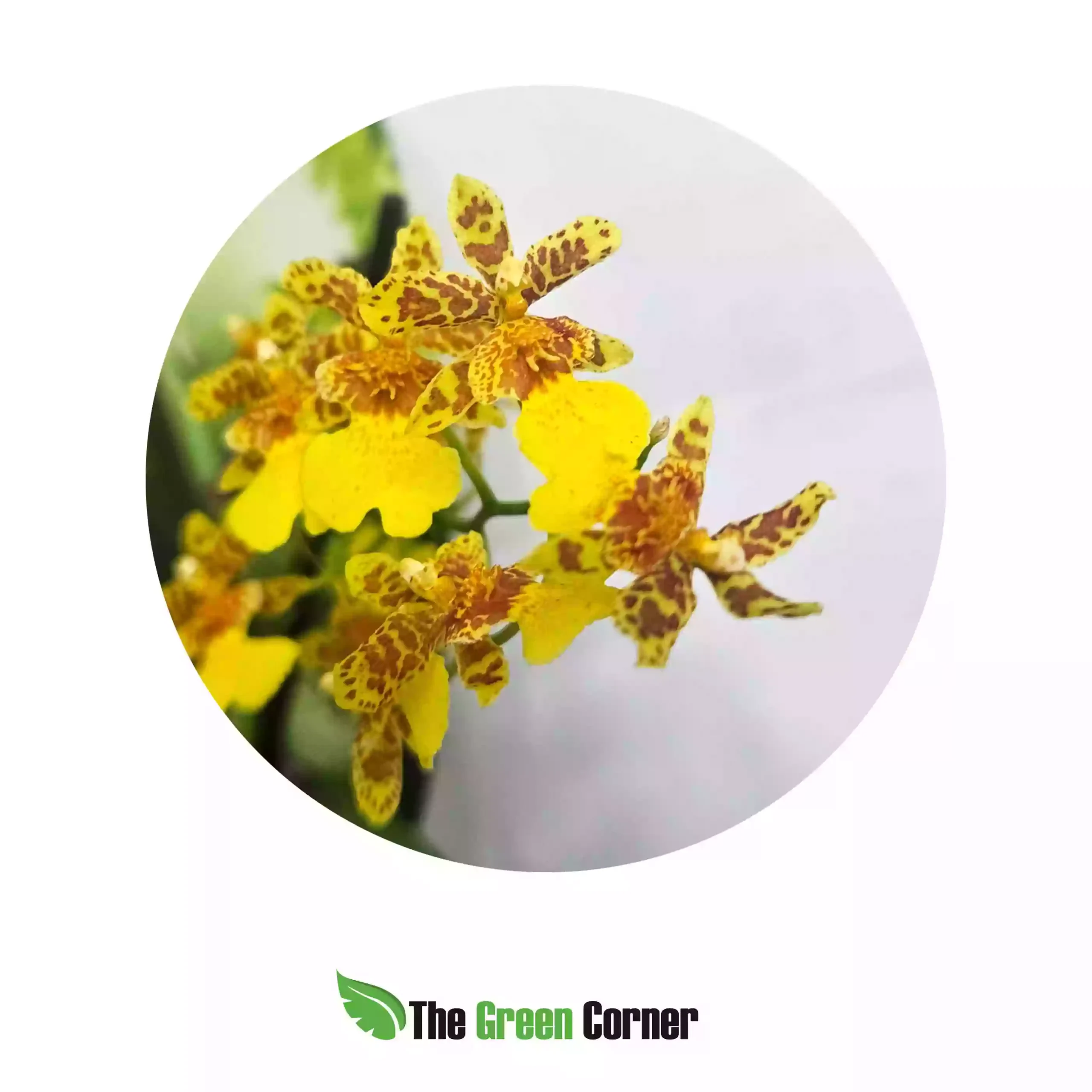 Cambria Hibrida Oncidium Bailarina pequeña