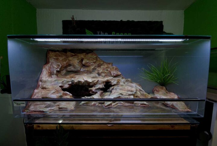 diseno-terrario-pogona