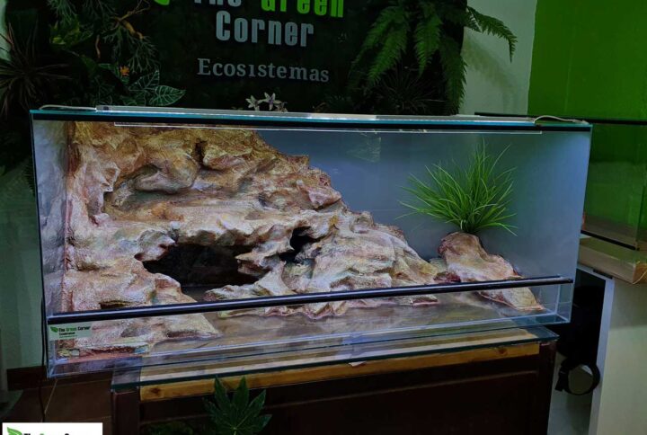 dragon-barbudo-terrario