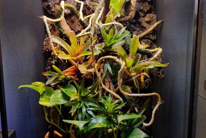 ecosistema-para-camaleones