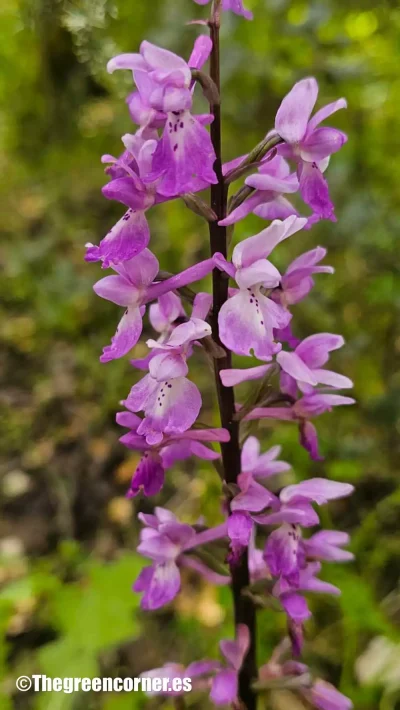 orquidea-silvestre-10