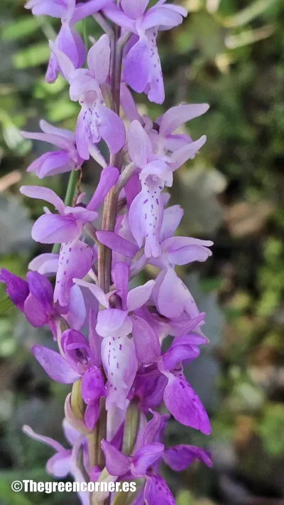 orquidea-silvestre-8