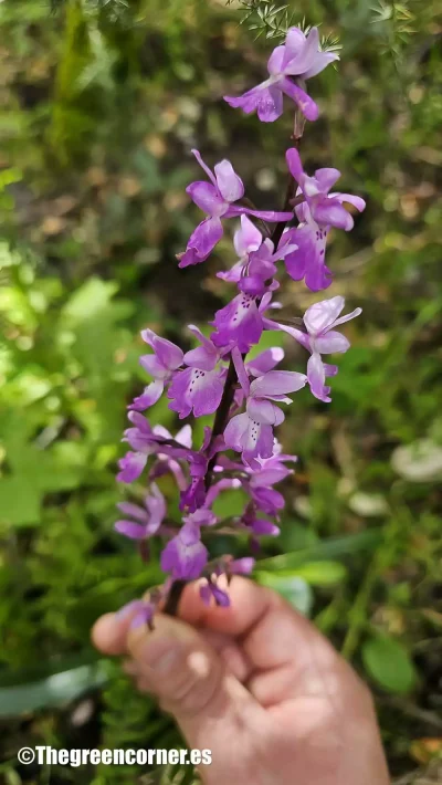 orquidea-silvestre-9