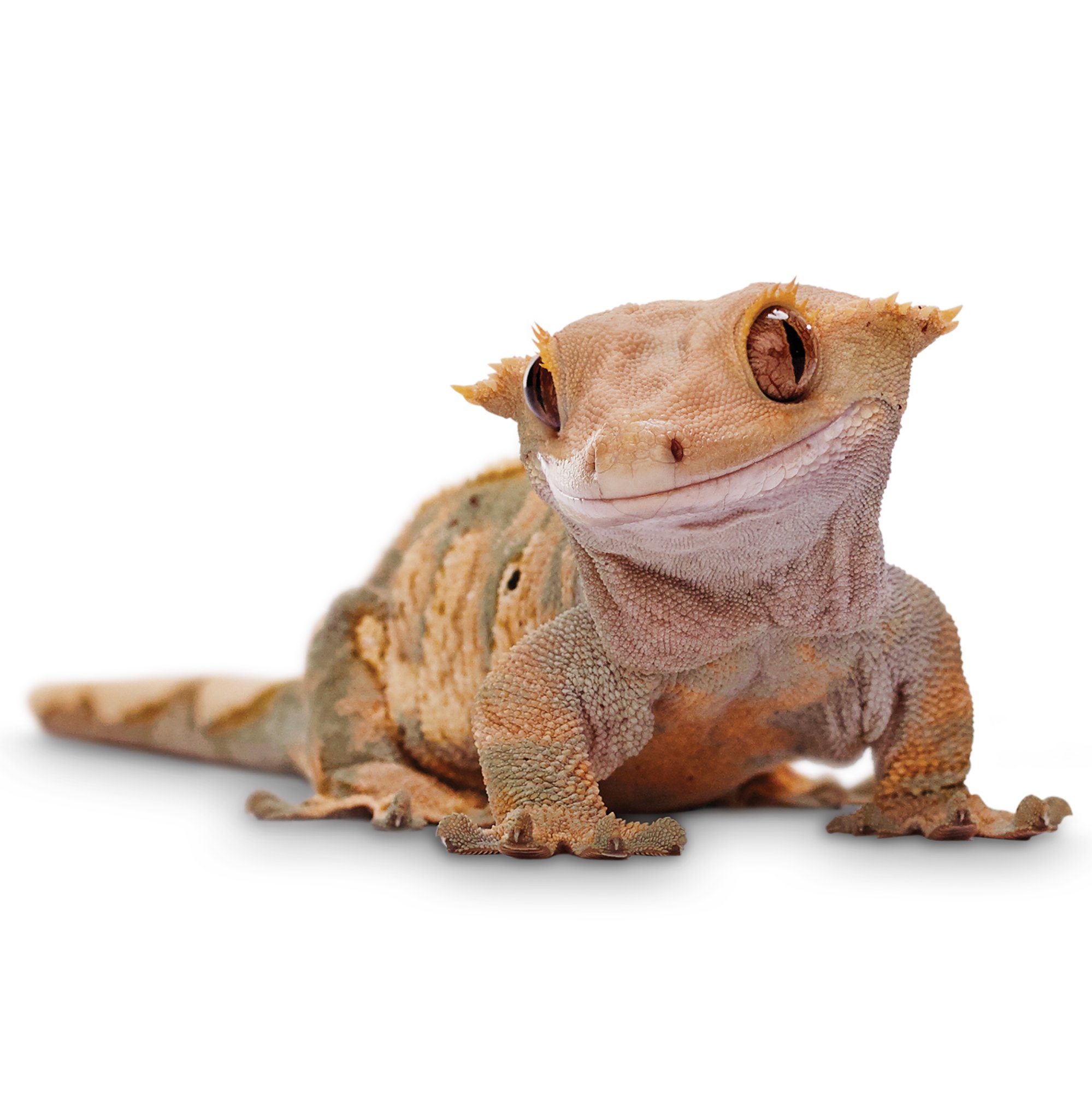 Guia de alimentacion del gecko Crestado: Aprendiendo de reptiles con Esperanza