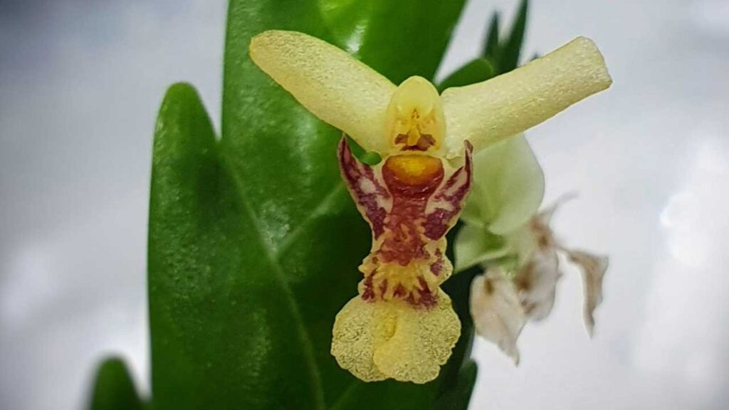 Colección orquídeas The Green Corner