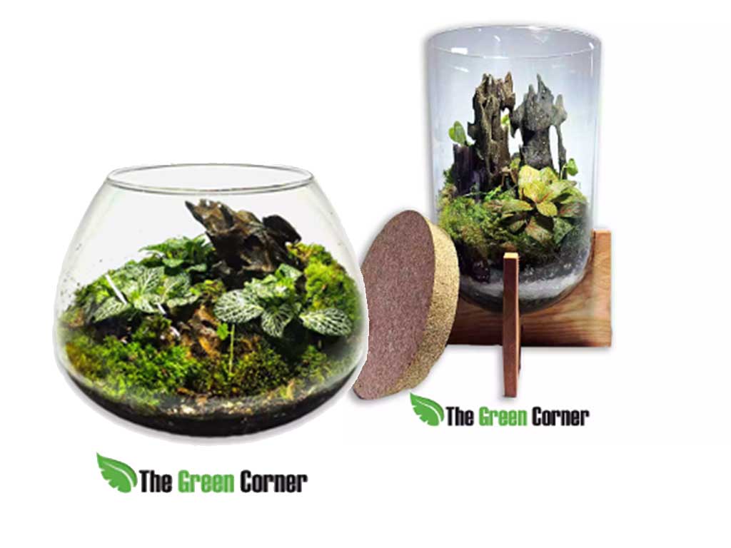 Cómo Montar un Terrario en Pequeños Recipientes: Guía Paso a Paso