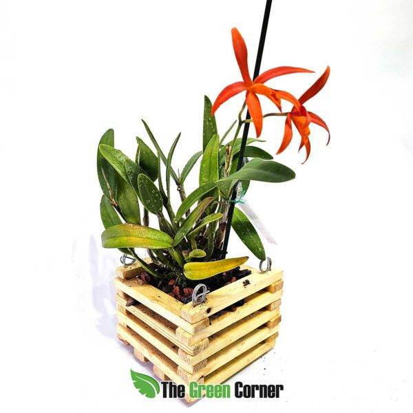 laeliocattleya-pomme-dor