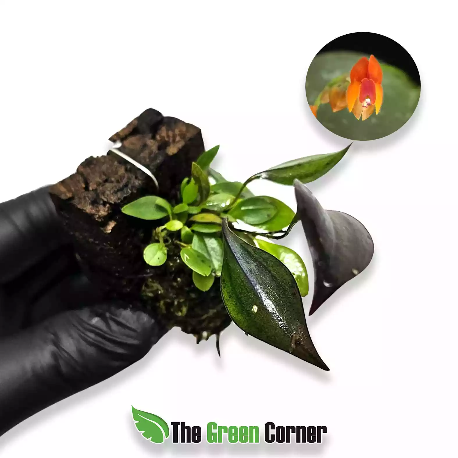 Lepanthes fimbriata | The Green Corner