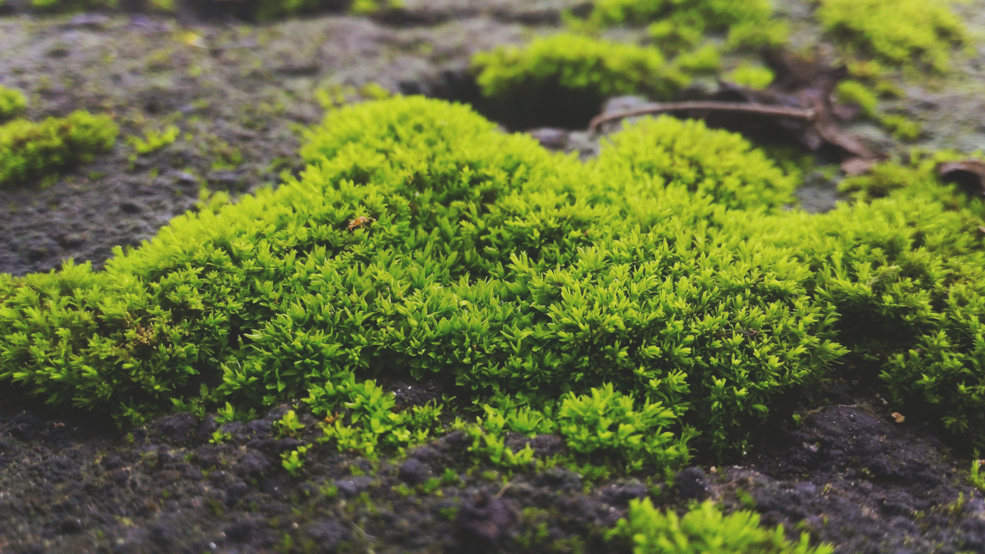 El maravilloso mundo del Musgo Sphagnum