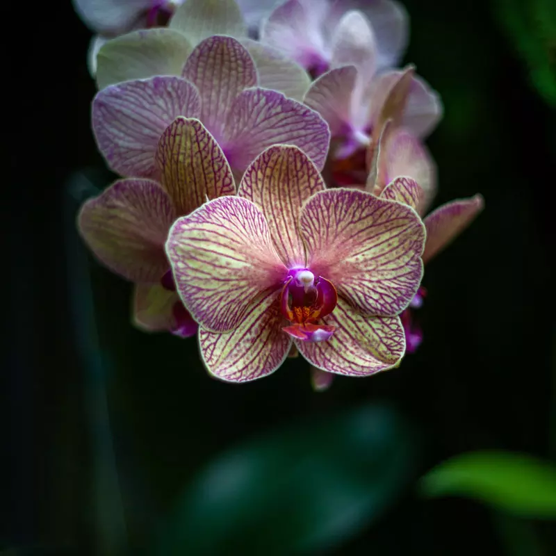 orquidea luz