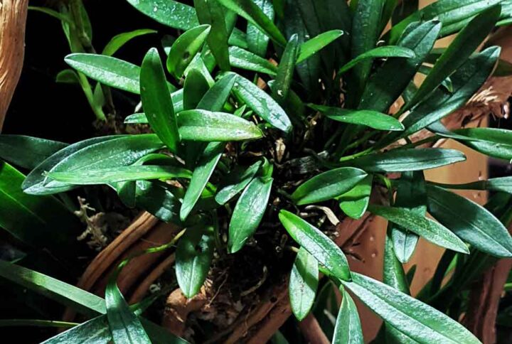 orquidea-miniatura