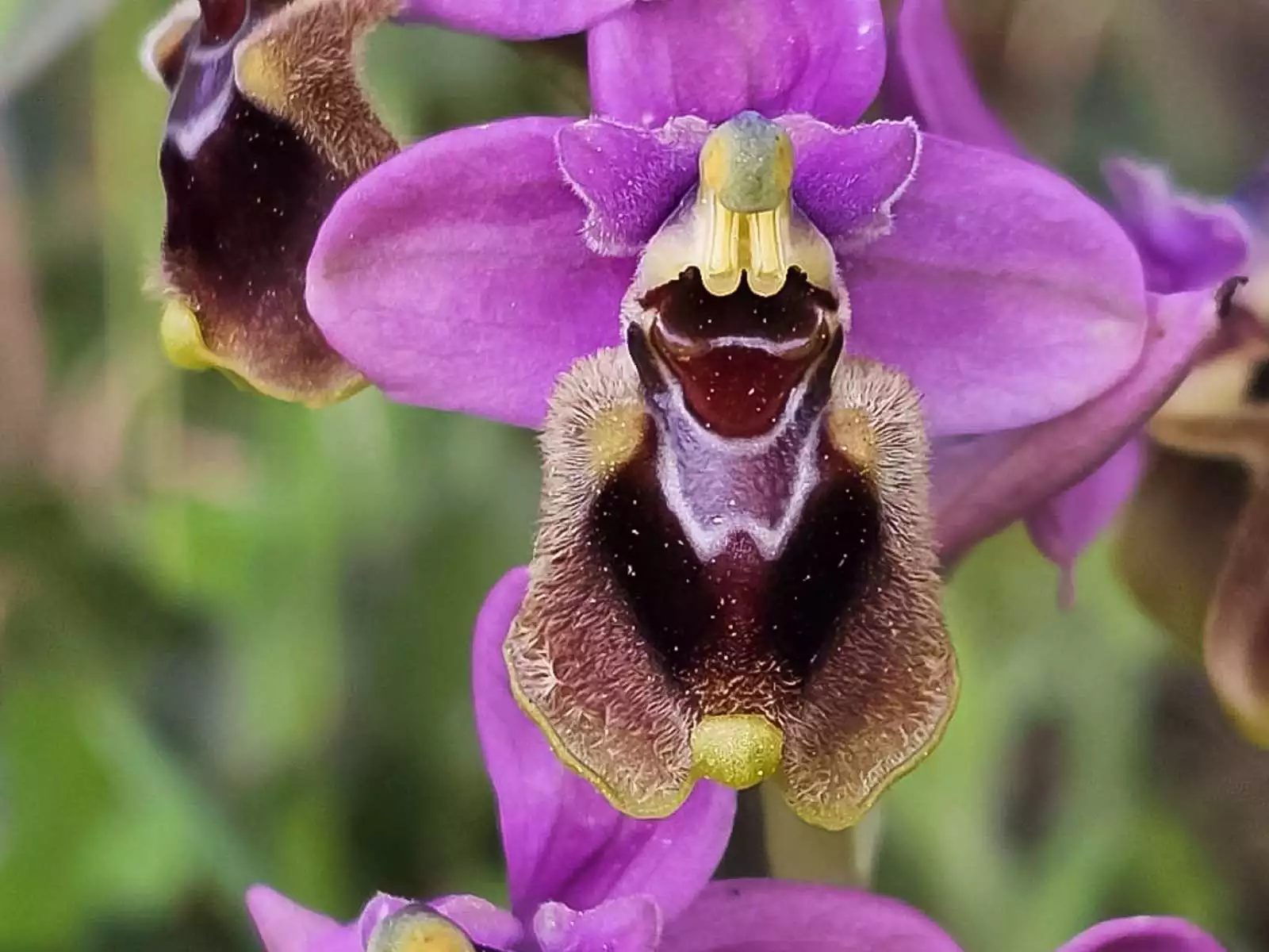 🌸 Orquídeas silvestres en España: lo que el campo puede enseñarnos