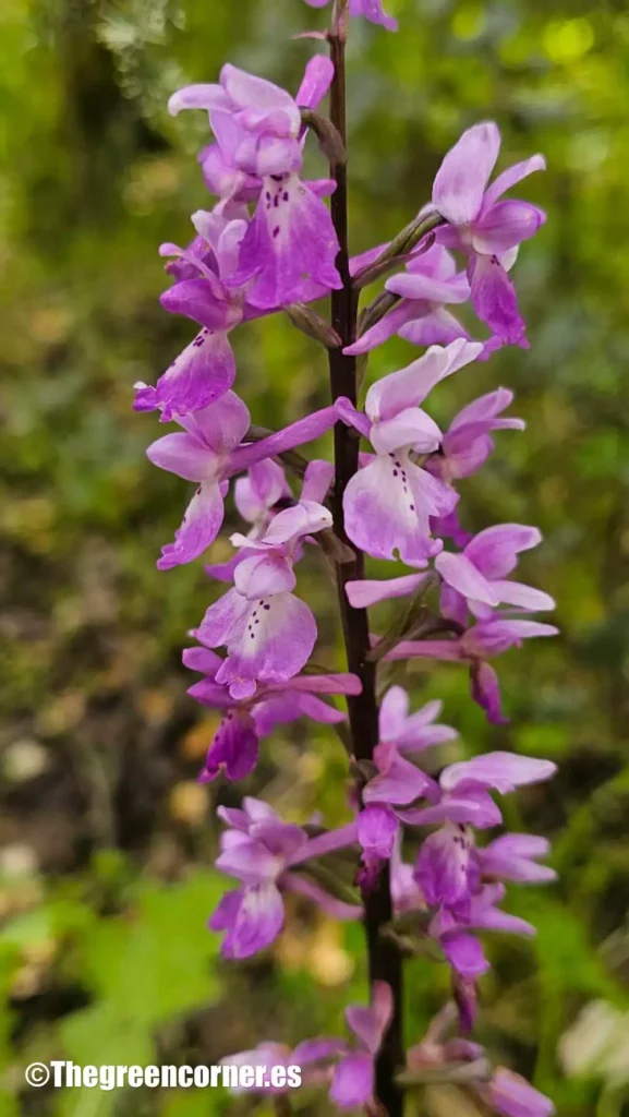 Orquídea silvestre