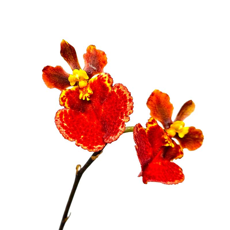 Orquídea roja de colección