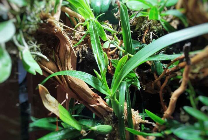 orquideas-miniatura