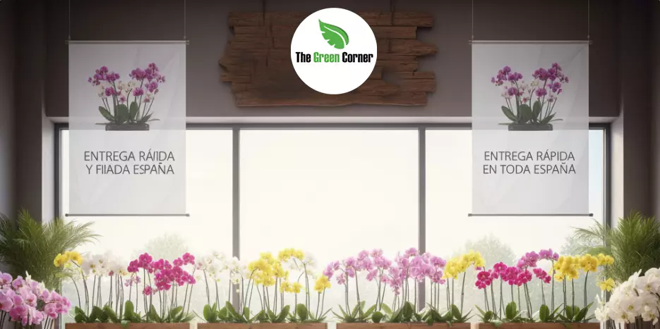 Cómo Identificar Orquídeas de Alta Calidad