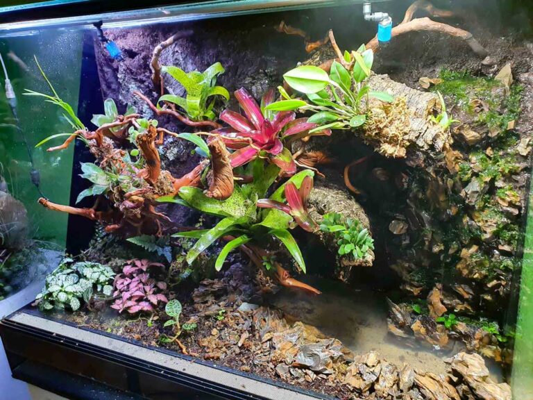 plantado-terrario-tropical