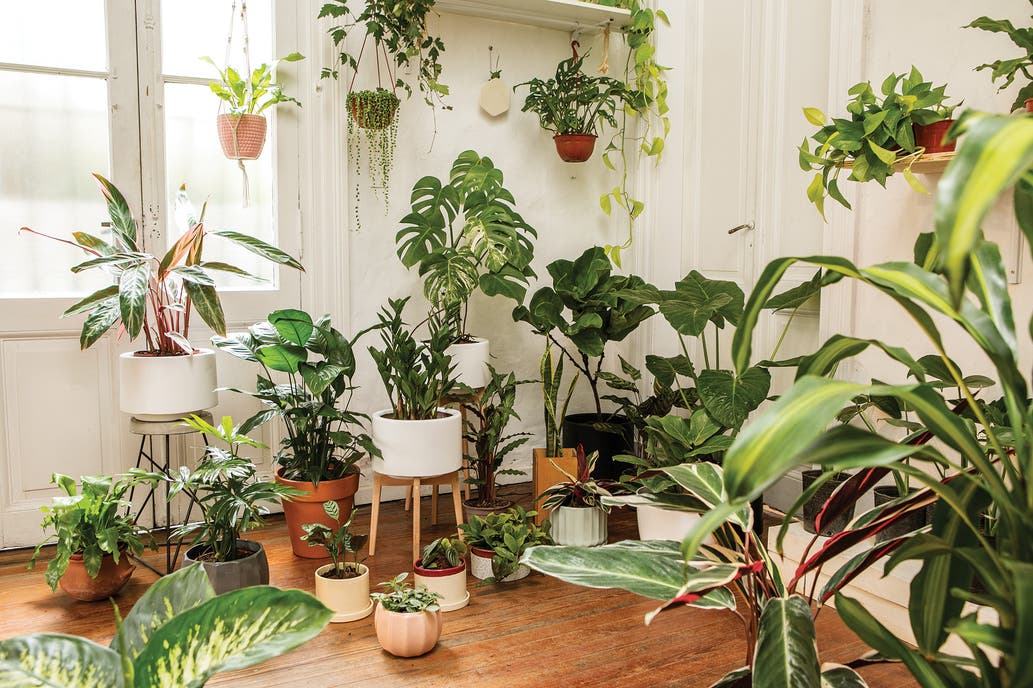 Las plantas de interior