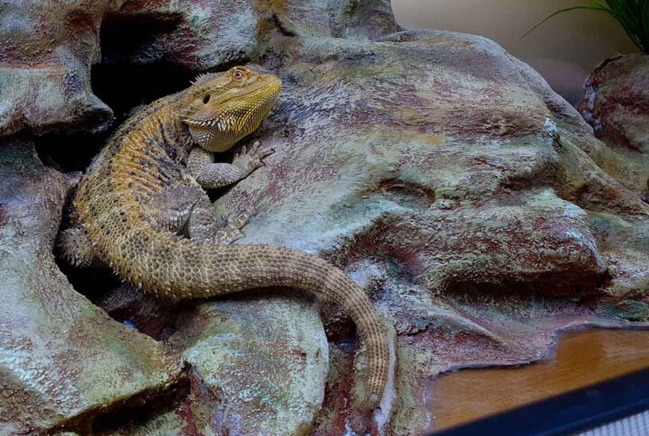 pogona-dragon-barbudo