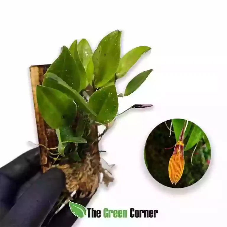 Restrepia brachypus