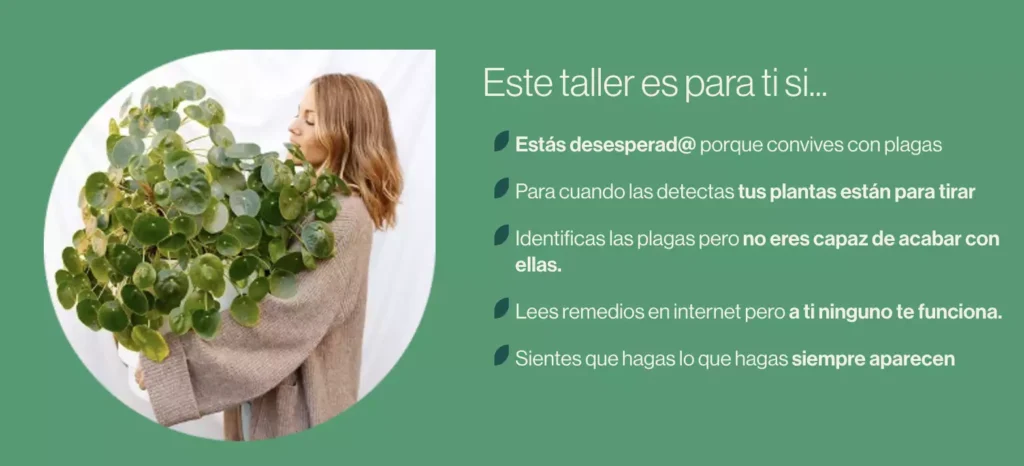 taller plagas 3