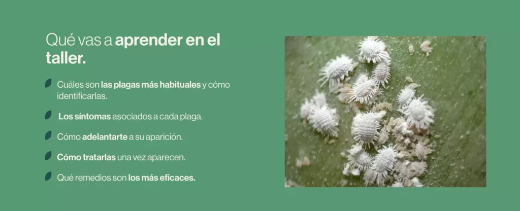 taller plagas 4