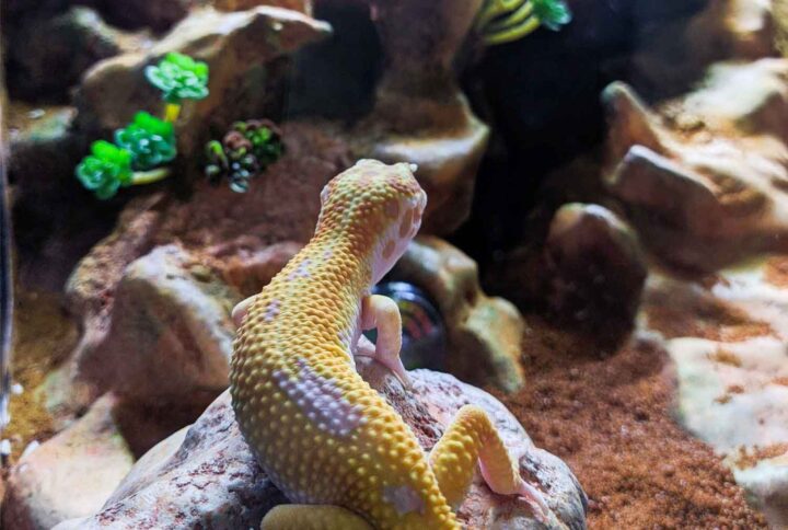 terrario-geckos-leopard0