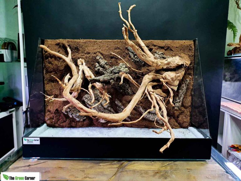 terrario-madera-de-manglar-scaled