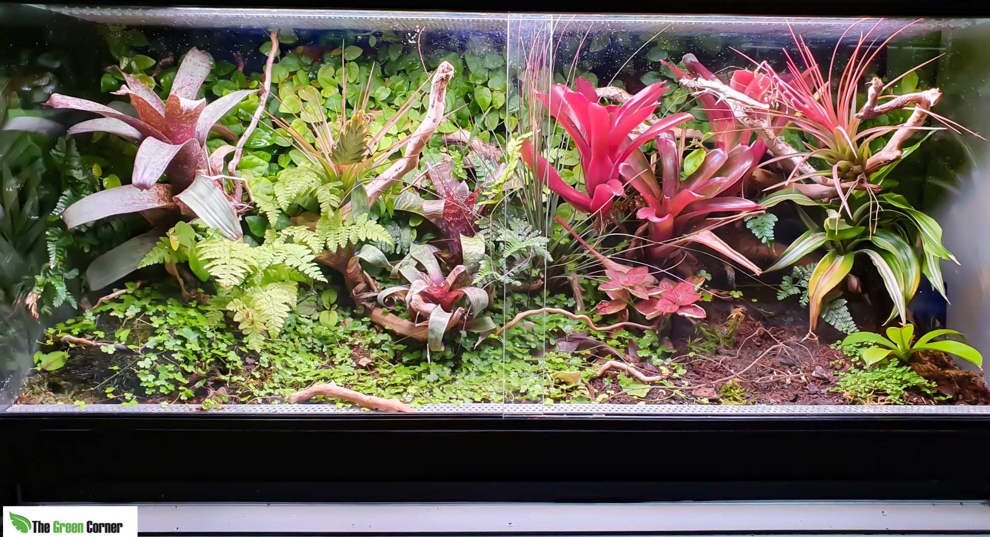 Como hacer un terrario tropical: Paso a paso de un equipo profesional