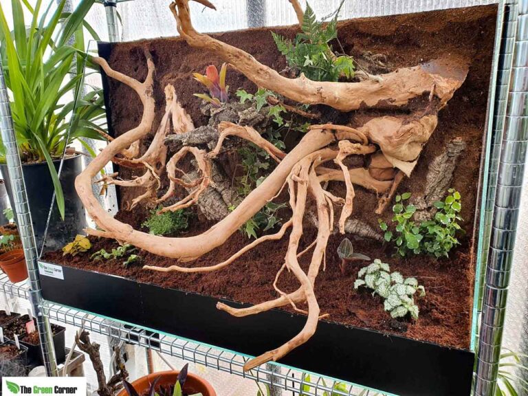 terrario-para-bromelias-scaled