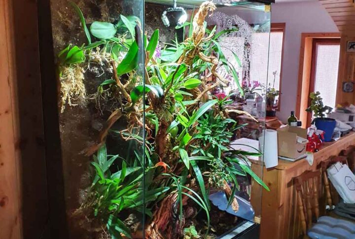 terrario-para-orquideas