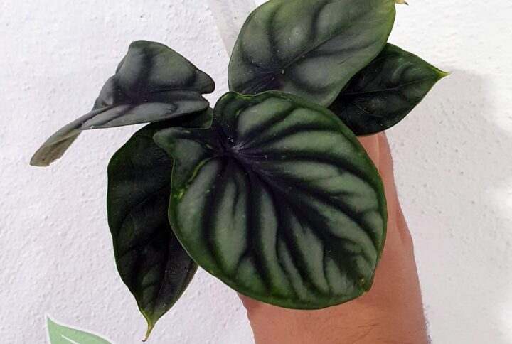 Alocasia Silver Drgon: con unas hojas brillantes y texturizadas que parecen sacadas de una cantera élfica. Imprescindible.
