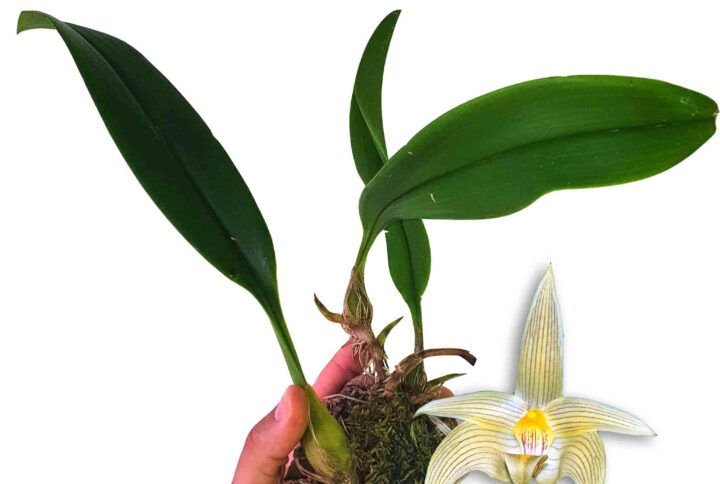 Preciosa Orquidea del genero Bulbophyllum