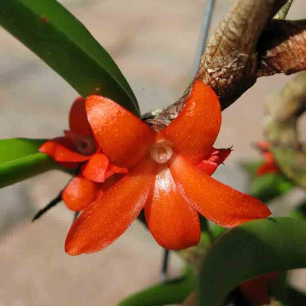 ceratostylis rubra: Orquídea de fácil cultivo que florece varias veces al año sin necesidad de descanso invernal.