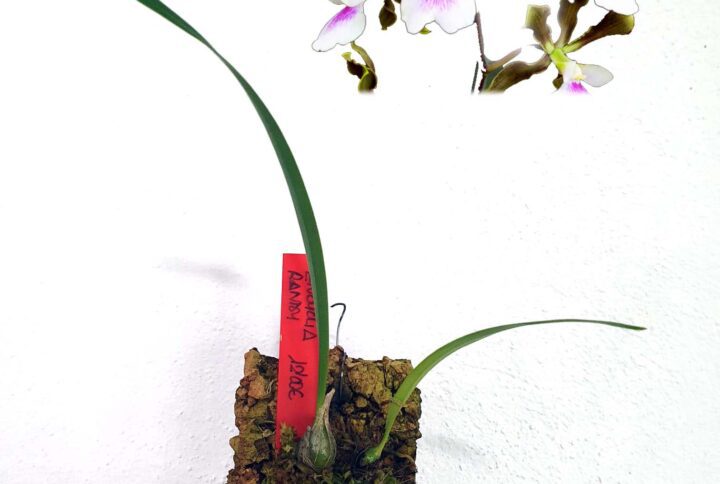Encyclia randii:un género de orquídeas epífitas